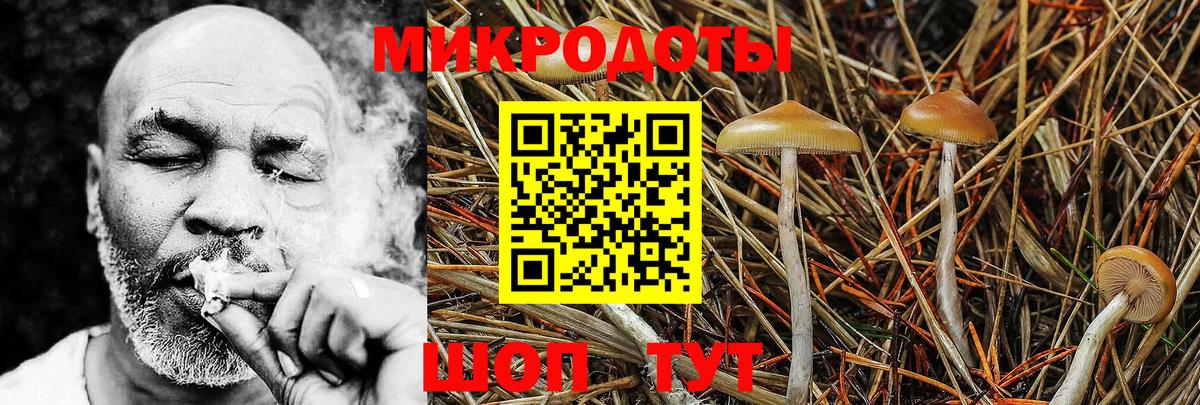 Псилоцибиновые грибы Cubensis Гуково